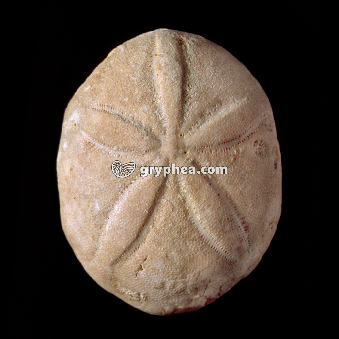 Oursin fossile régulier (Echinolampas sp.) - gryphea.org